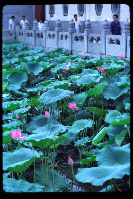 Du khách đi qua đầm sen trong Di Hòa Viên ở thủ đô Bắc Kinh năm 1978.