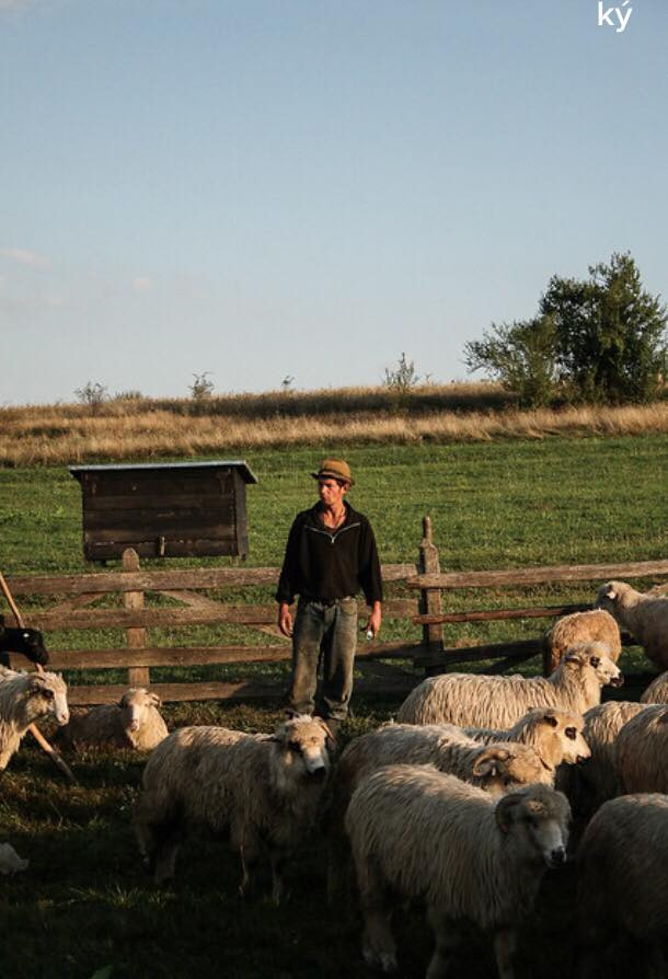 Người chăn cừu ở Transylvania. (Ảnh: Paul White/Flickr)