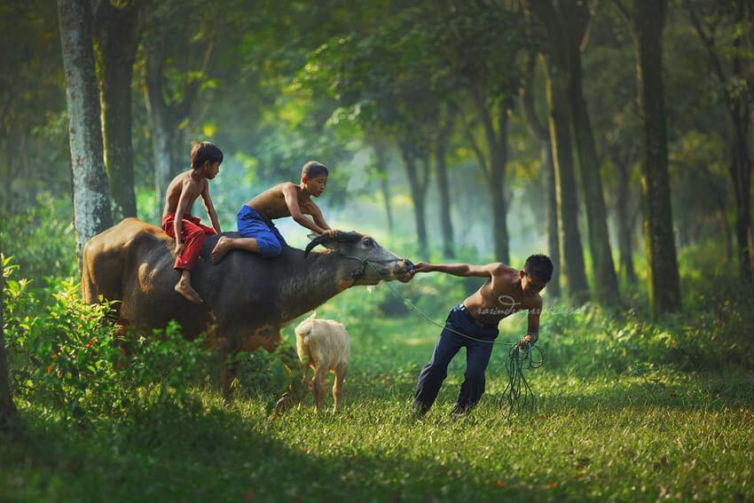 Trẻ chăn trâu tại 1 vùng nông thôn ở Indonesia. (Ảnh: Rarindra Prakarsa)