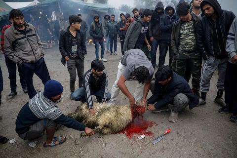 Những người nhập cư đang mổ một con cừu để lấy thức ăn. Phần lớn lương thực được viện trợ cho họ đến từ tổ chức Chữ thập Đỏ.