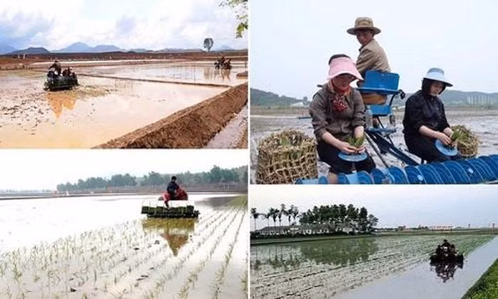 Cảnh người nông dân Triều Tiên cấy lúa trên cánh đồng huyện Koksan. Ảnh: FBNK.