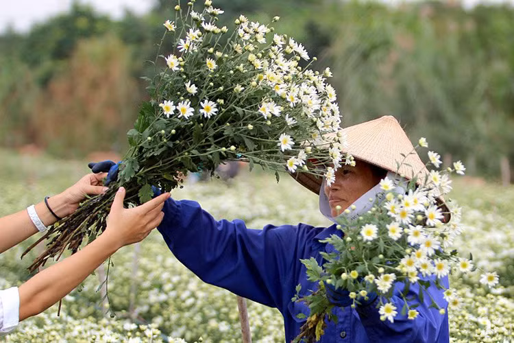 Để hoa ra đúng độ thu hoạch, chủ vườn phải ươm từ tháng 5 đến tháng 10 âm lịch. Theo nhiều người dân, năm nay hoa cúc họa mi nở muộn hơn so với các năm.