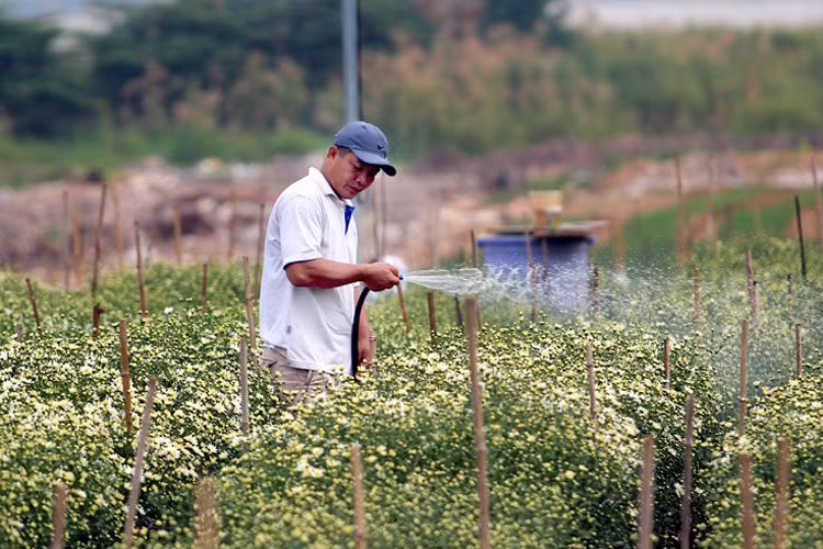 Anh Hưng cho biết, tưới hoa khoảng trưa để sáng và chiều khách có đến chụp ảnh sẽ không bị ướt.
