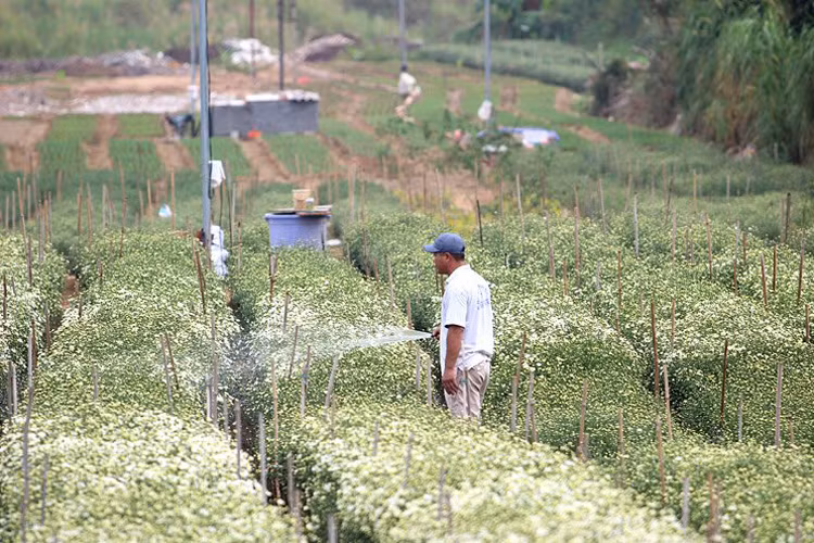Mỗi ngày anh Hưng, chủ vườn hoa tại Nhật Tân phải tưới ít nhất một lần vào buổi trưa để hoa nở đều.