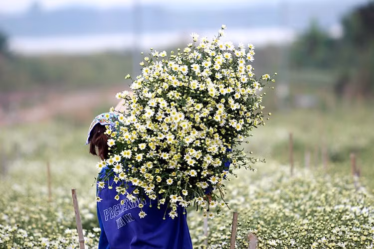 Những bó hoa lớn được chia tách từng khóm hoa nhỏ rồi nhập cho các cơ sở kinh doanh hoa và bán rong dọc các tuyến phố Hà Nội.