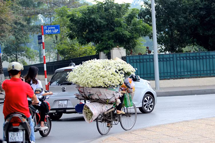 Những xe hoa cúc họa mi trên phố Hà Nội.