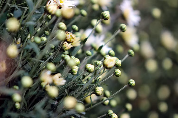 Chị Nguyệt cũng chia sẻ, mỗi bó hoa nhỏ giá 30 nghìn đồng, còn khách vào chụp ảnh thì mỗi người 20 nghìn, đỗ xe máy thêm 10 nghìn.