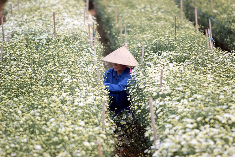 Được biết, đều đặn mỗi ngày vườn hoa này bán khoảng 200 bó ra thị trường.