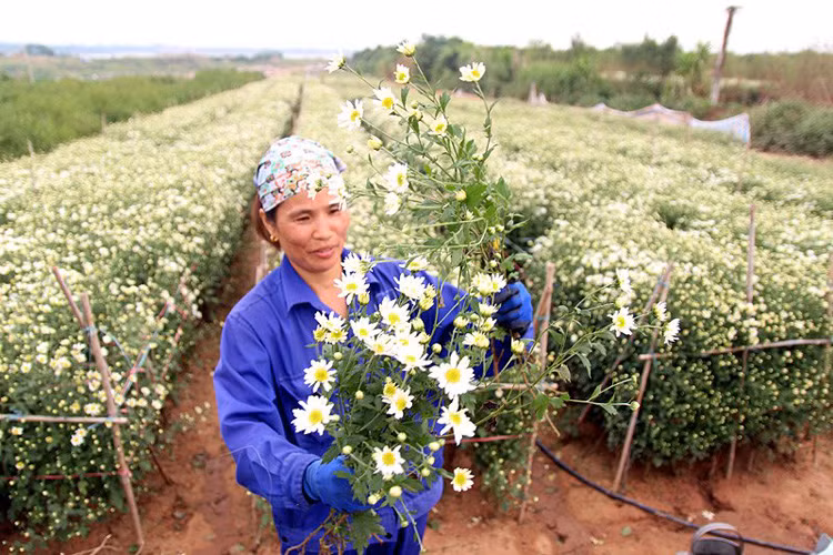 Để có được vườn hoa cúc họa mi Hà Nội nở trắng, đều như vậy phải mất hơn 4 tháng gồm các công đoạn cắt hoa để ươm giống, lên luống, bón phân, phun thuốc trừ sâu rồi hàng ngày phải tưới nước.