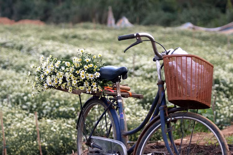 Xe đạp là phương tiện chính để vận chuyển những bó cúc họa mi đi phân phối ra thị trường.