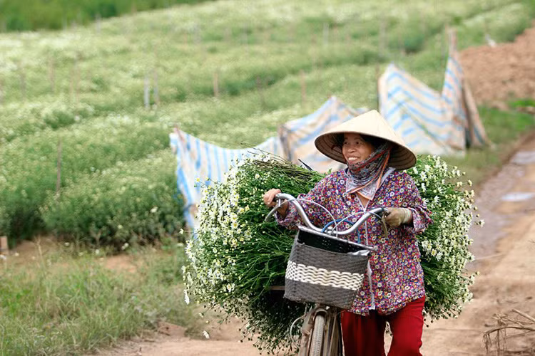 Niềm vui của một người bán hoa khi năm nay hoa nở đều, được giá.