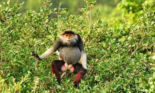 Voọc chà vá chân nâu hay còn gọi là voọc ngũ sắc. (Ảnh minh họa, nguồn internet).