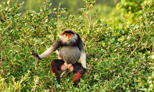 Voọc chà vá chân nâu hay còn gọi là voọc ngũ sắc. (Ảnh minh họa, nguồn internet).