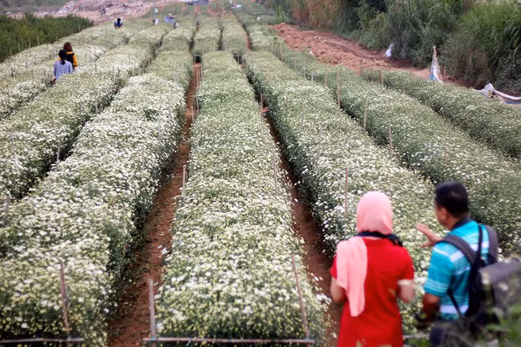 Chủ một vườn hoa ở phường Nhật Tân, chị Nguyệt chia sẻ, gia đình đã đầu tư hơn 100 triệu đồng để san lấp mặt bằng, mua giống và phân bón.