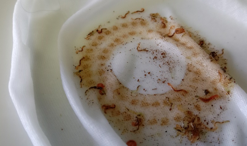 Ha Noi: Dan phat khiep khi song chung duong nuoc day giun san-Hinh-2