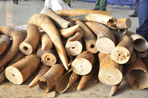 Lien tiep phat hien hon 4 tan nga voi nhap lau qua cang Cat Lai-Hinh-3