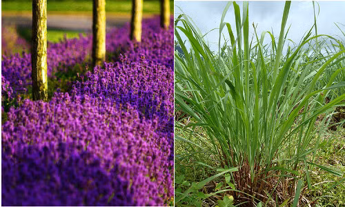 Trồng sả và oải hương là cách rất an toàn để không bị muỗi cắn. Sả và hoa oải hương là hai loài cây đuổi muỗi khá công hiệu. Bạn có thể trồng trực tiếp loài cây này trong đất hoặc trồng trong chậu rồi đặt chúng ở những nơi muỗi hay tụ tập. Phương pháp đơn giản nhưng khá hiệu nghiệm.