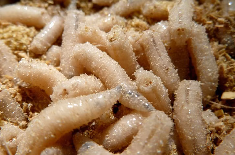 Ngày tiếp theo sẽ ngâm trong sữa tươi và nước sâm nhung rồi đâm xuyên thủng da. Từ phần thịt rách người ta sẽ cắm cuống hoa quỳ trắng lên. Khoảng 10 ngày sau trên đóa hoa quỳ xuất hiện những con dòi trắng nõn. Những con giòi này sẽ được dùng để làm món sơn dương thập toàn đại bổ dâng lên vua chúa.