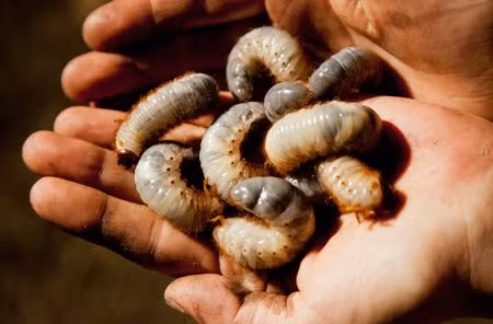  Món ăn kinh dị từ mối. Mối là một món ăn giàu protein phổ biến ở châu Phi, có thể ăn sống, nướng trên than hoặc chiên trong dầu và có mùi vị giống như cà rốt. Loài mối ở châu Phi thậm chí có kích thước dài hơn 7cm. Chúng có chứa một lượng calo cao và thường được ăn sống.