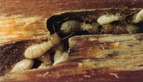 Cách chế biến những chú mọt béo núc một cách tiện lợi nhất là vùi chúng trong tro nóng hoặc luộc chín, thậm chí có người ăn sống. Do nguồn thức ăn của loài sâu bướm Grub là gỗ cây nên thịt chúng có vị thơm ngon như hạnh nhân. Khi nấu chín thì săn lại như thịt gà màu vàng óng ăn bùi, kích thích vị giác.