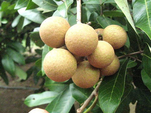 Khi mua nên nếm thử để mua được nhãn ngon. Trước khi ăn nên rửa sạch, ngâm nước muỗi loãng. Ảnh: amthuc365