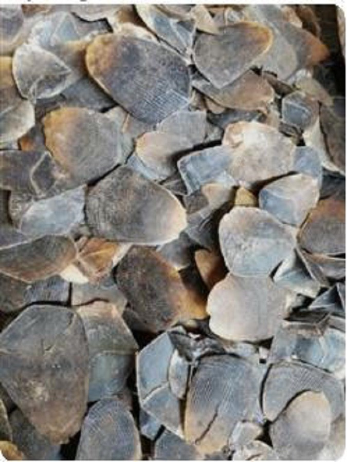 Ha Noi: Tong an tu 18 nam cho bon doi tuong buon ban, van chuyen trai phep gan 1 tan vay te te chau Phi-Hinh-2