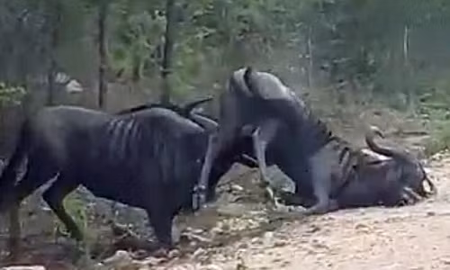 Linh dương giả chết, bị húc cho “sống lại” cong đuôi chạy Linh duong gia chet, bi huc cho “song lai” cong duoi chay