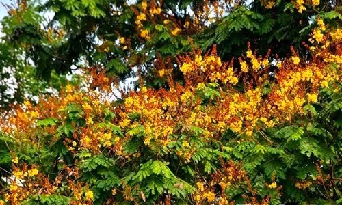 Pho phuong Ha Noi mong mo phuong do, vuong van diep vang-Hinh-6