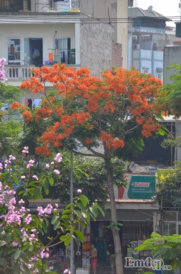 Pho phuong Ha Noi mong mo phuong do, vuong van diep vang-Hinh-13
