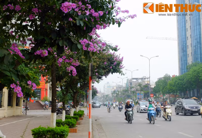 Như một lời hẹn, tháng 5 về cũng là lúc những bông hoa bằng lăng bung nở, nhuộm tím phố dài Hà Nội.