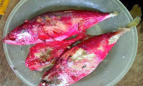 Vi khuan khien ca “do nhu mau” o Ha Tinh hai the nao?