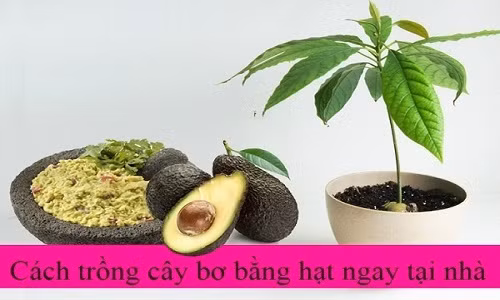 Cach trong cay bo tu hat sieu de