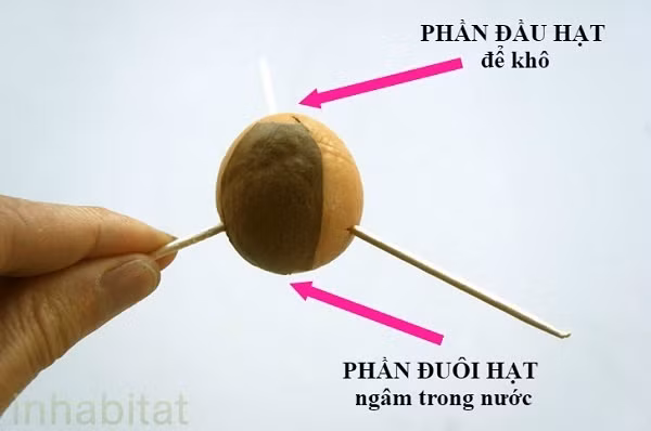 Cach trong cay bo tu hat sieu de-Hinh-3