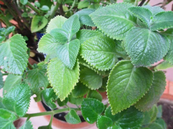 Meo tao huong thom tu nhien cho ngoi nha than yeu-Hinh-4