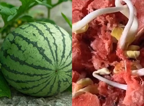 Vua bo dua hau, co gai chet khiep vi thay dieu cuc di nay