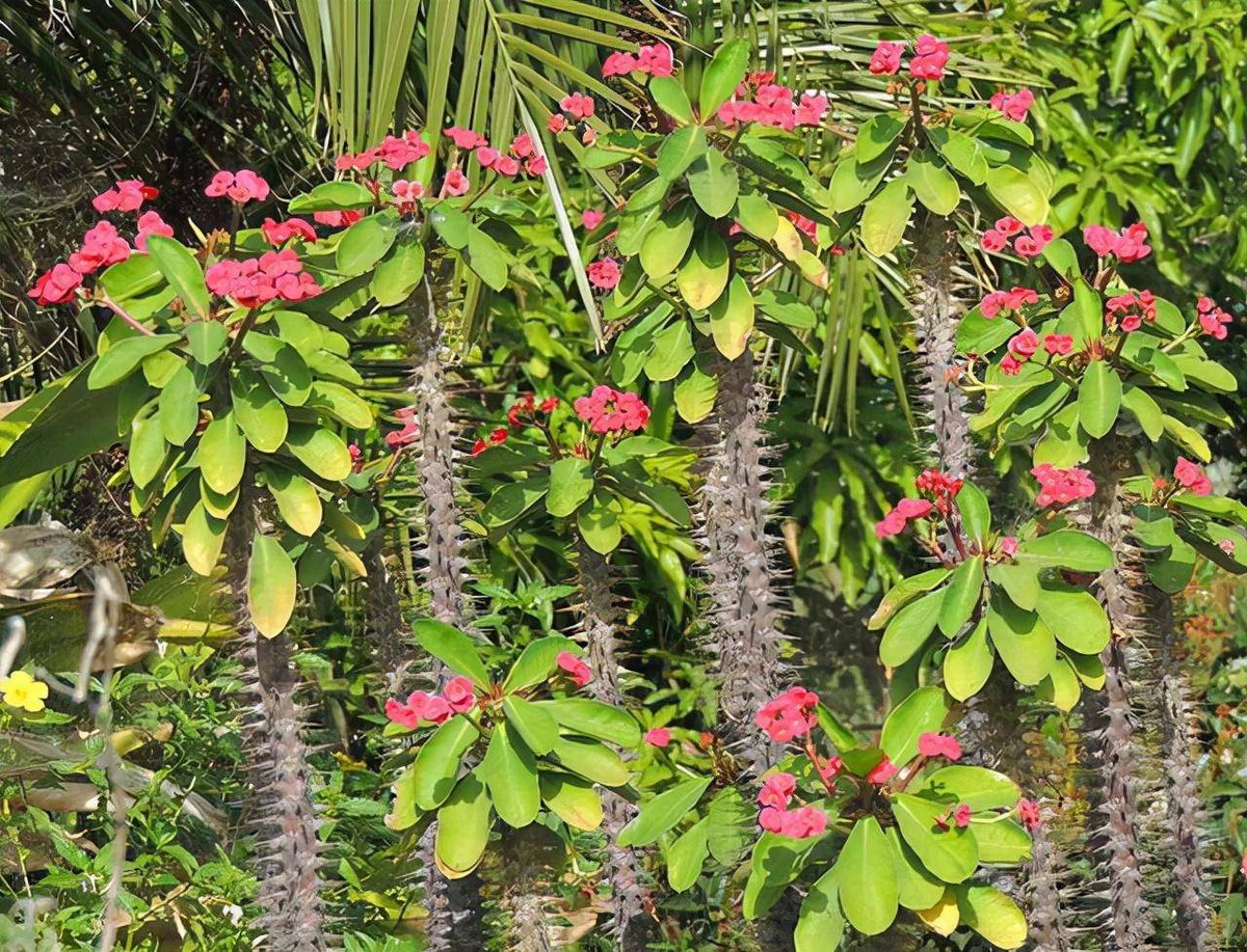 Nhựa cây này là chất có độc tính cao, sẽ gây kích ứng nặng cho da người. Nếu không cẩn thận sẽ gây buồn nôn, nôn mửa, tiêu chảy và các triệu chứng bất lợi khác, do đó, khi trồng cây xương rắn phải để tránh xa trẻ em hoặc nếu không quá yêu thích thì đừng nên trồng.