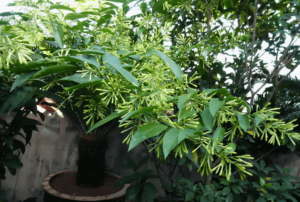 Thực ra điều này có liên quan đến cấu tạo hoa của nó, vì ban đêm độ ẩm cao, các lỗ chân lông của cánh hoa sẽ nở ra khi độ ẩm tăng lên đồng thời các lỗ khí của cánh hoa sẽ nở ra, lượng dầu thơm bốc hơi cũng tăng lên, mùi thơm đặc biệt nồng.