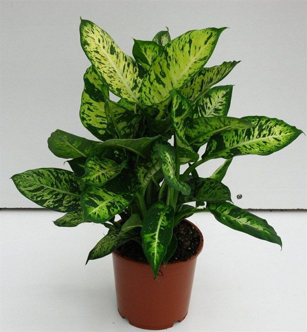 Cách tốt nhất là không nên trồng vạn niên thanh trong nhà, tránh trường hợp rủi ro đáng tiếc.