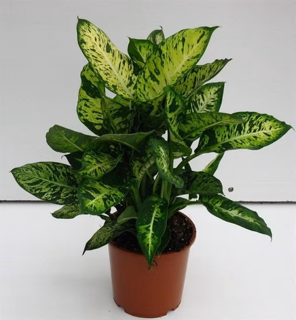 Cách tốt nhất là không nên trồng vạn niên thanh trong nhà, tránh trường hợp rủi ro đáng tiếc.