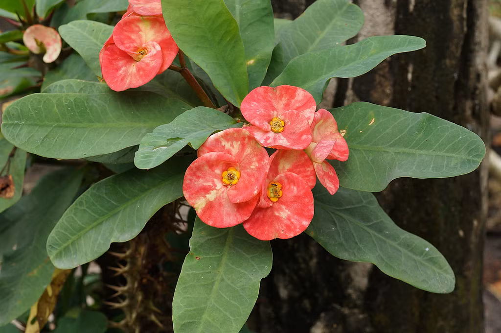 Thân có màu nâu sẫm nhưng trạng thái ra hoa rất đẹp, hình dáng hoa tương đối nhỏ, màu hoa đỏ, xếp chồng lên nhau trên cành, nhìn rất quyến rũ nên nhiều người yêu hoa đặc biệt ưa chuộng.