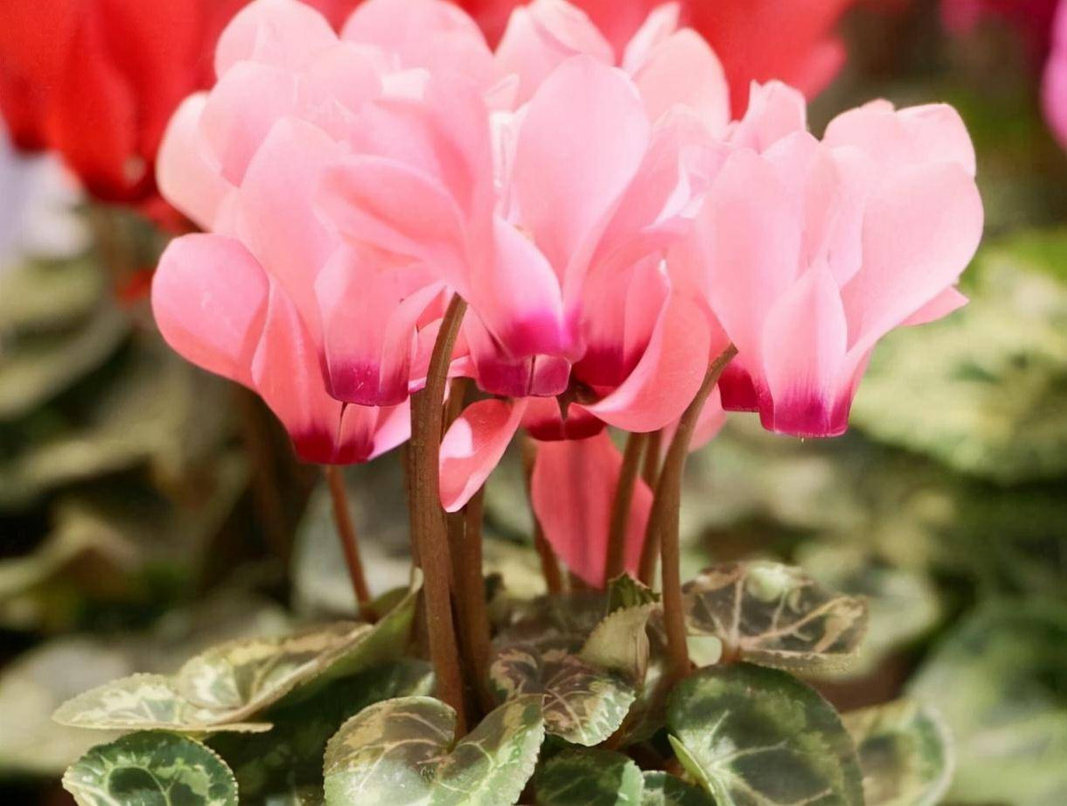 Ngày nay, đa số mọi người đều trồng cây cảnh, hoa cảnh tại nhà, nhưng hầu hết những người yêu hoa không biết thuộc tính của hoa, chỉ nhìn vẻ ngoài hoặc yêu thích hương thơm của chúng. Thực tế thì chúng ta cũng phải chú ý, không phải tất cả các loại hoa cảnh và cây cảnh đều có thể trồng tại nhà. (Ảnh minh họa)