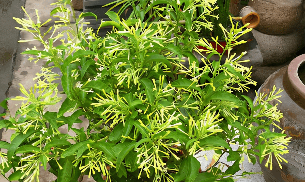 Mùi hương quá nồng nên nếu để ở không gian nhỏ hẹp, bạn sẽ có phản ứng bất lợi như chóng mặt, tức ngực. Đặc biệt, nếu như bạn hoặc người nhà bị bệnh cao huyết áp hoặc mắc bệnh tim mạch thì mùi thơm của dạ lý hương mang lại tác động rất xấu.