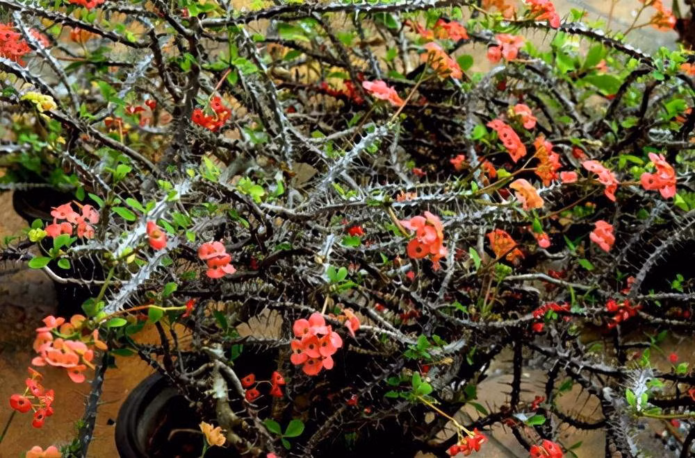 Đặc biệt, khi đã nở hoa có thể liên tục nở hoa đến nửa năm, khả năng phân cành cũng rất mạnh, vì vậy cây xương rắn là lựa chọn của nhiều người. Song, đây là một loại cây độc, toàn thân cây này có độc tố, khi bẻ thân cây sẽ chảy ra nhựa trắng.