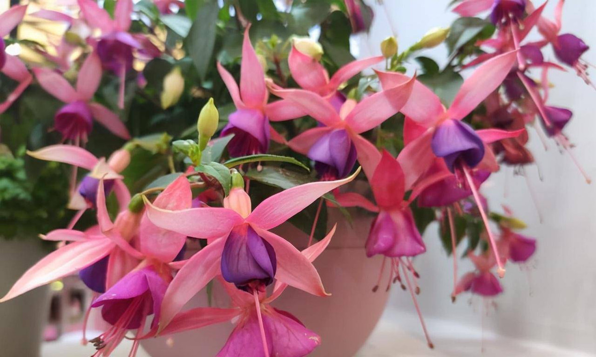 Đặc biệt là ba loại cây/hoa này, chúng có hại cho cơ thể, bạn không nên trồng trong nhà vì theo cơ sở khoa học, chúng đem lại tác hại nhiều hơn lợi ích.