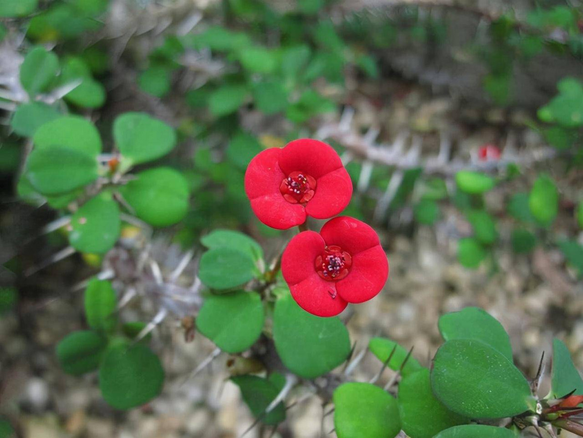 Loại cây thứ hai là cây xương rắn, là loài cây nhiệt đới, vốn mọc ở sa mạc nên để tự vệ và trữ nước, thân cây được bao phủ bởi những chùm gai nhọn.