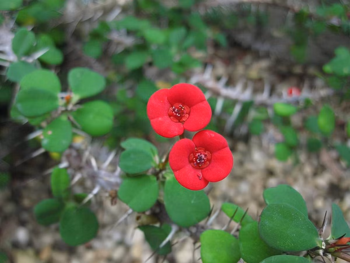 Loại cây thứ hai là cây xương rắn, là loài cây nhiệt đới, vốn mọc ở sa mạc nên để tự vệ và trữ nước, thân cây được bao phủ bởi những chùm gai nhọn.