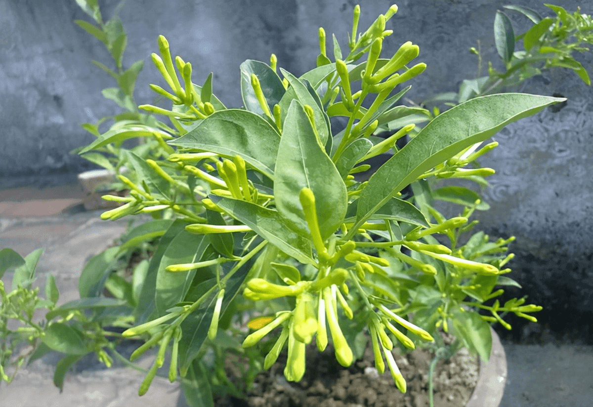 Thứ nhất là cây dạ lý hương, thuộc loại cây bụi thân nho lâu năm thuộc chi Romoaceae. Cây thân ngắn, màu hoa nhã nhặn, hình dạng hoa giống như một ngôi sao năm cánh mở ra, tỏa ra mùi thơm rất mạnh vào ban đêm, nên còn được gọi là dạ lý hương.