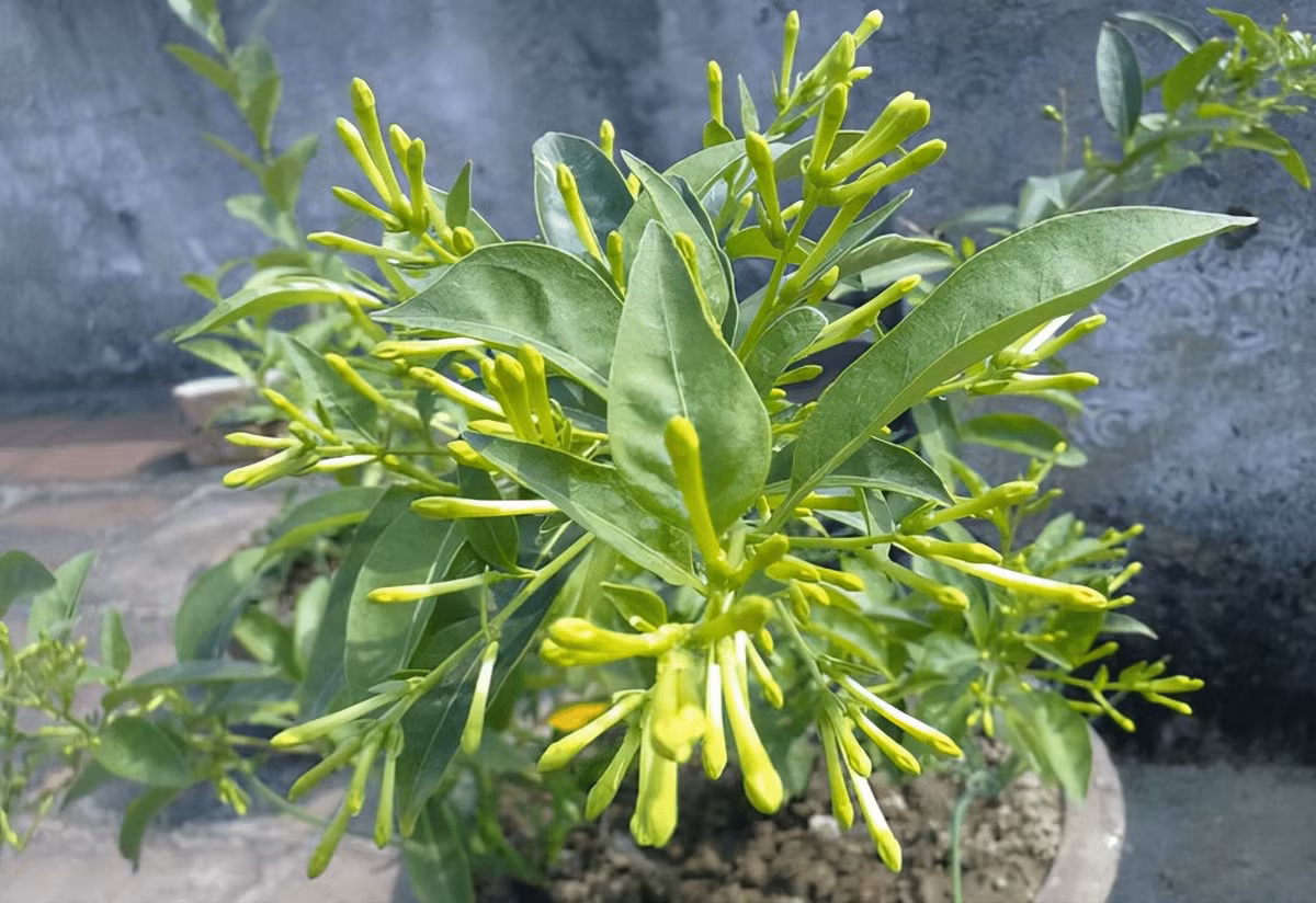 Thứ nhất là cây dạ lý hương, thuộc loại cây bụi thân nho lâu năm thuộc chi Romoaceae. Cây thân ngắn, màu hoa nhã nhặn, hình dạng hoa giống như một ngôi sao năm cánh mở ra, tỏa ra mùi thơm rất mạnh vào ban đêm, nên còn được gọi là dạ lý hương.