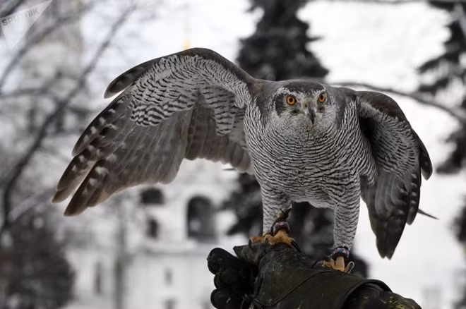 Đội "cảnh vệ bay" còn được trưng dụng để xua đuổi những loài chim ác thích tấn công những chú chim ưa ca hát xung quanh dinh thự của Tổng thống Putin.