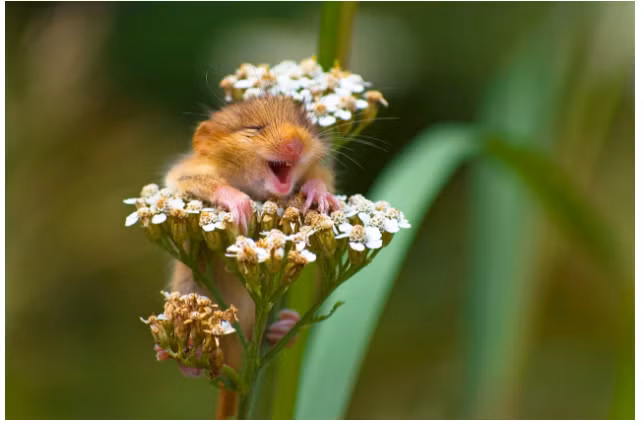 Những bức ảnh ghi khoảnh khắc ngộ nghĩnh, đáng yêu của thế giới động vật 2017 được giới thiệu đến mọi người nhằm nâng cao nhận thức về sự bảo tồn đa dạng sinh học. Ảnh: Chú chuột đồng nhỏ nở nụ cười tươi rói. Tác giả ảnh: Andrea Zampatti